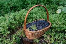 Jagody gorskie jagoda gorska swieza codzienny zbior 16l