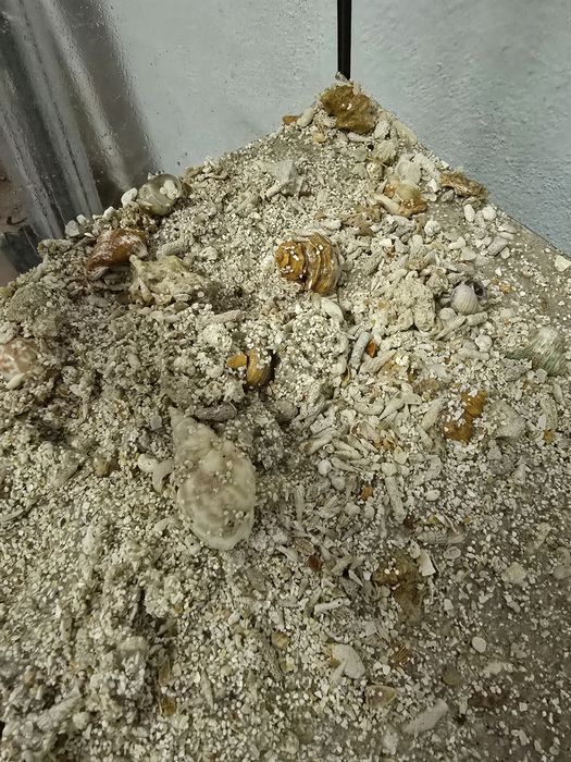 Areia de coral Aquario