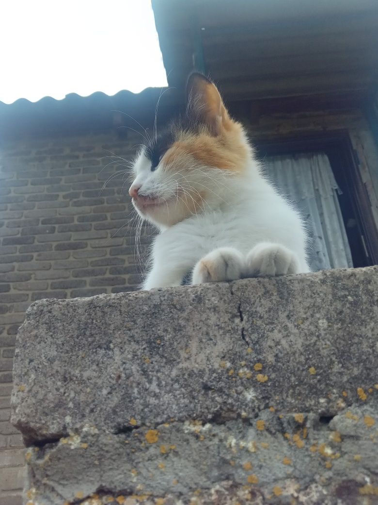 Нарисую вашего питомца