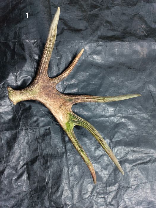 Sprzedam poroże łosia