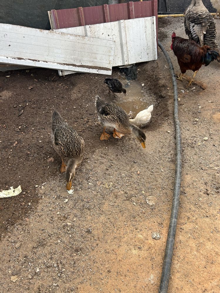Vendo Patos ruen adultos e filhote