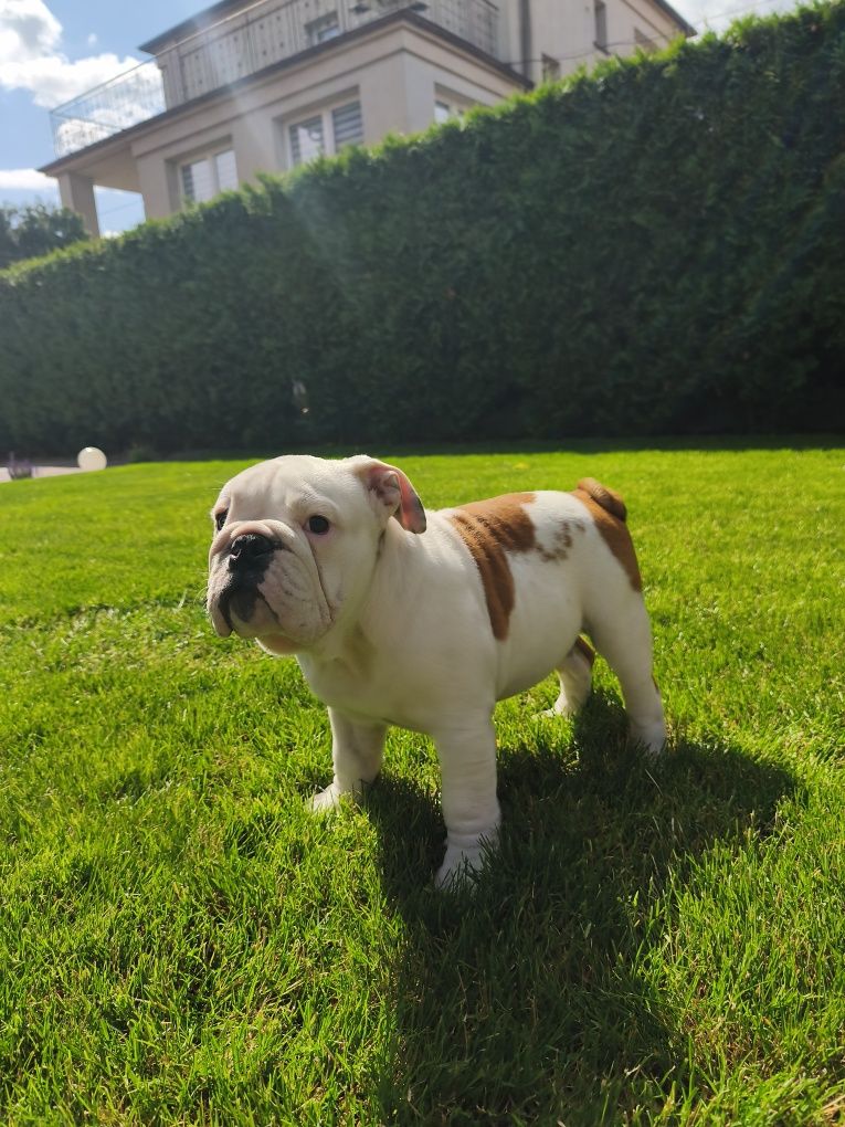 Buldog angielski FCI