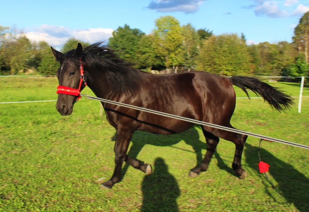 Klaczka Śląska 15 miesięcy