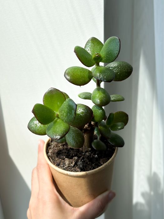 Грошове дерево красулла