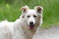 NANOSI - delikatna biała psia dama do adopcji
