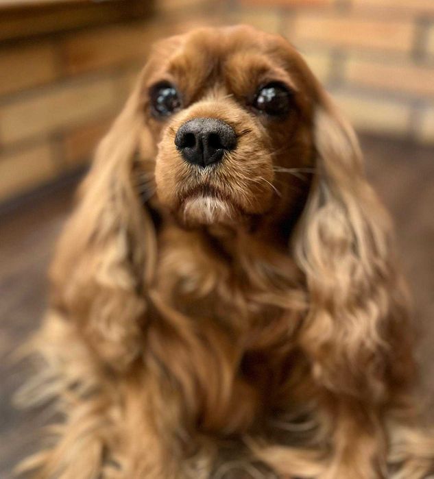 Cavalier King Charles Spaniel FCI, gotowy do odbioru