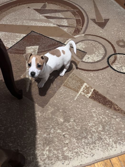 Дівчатка Джеки.