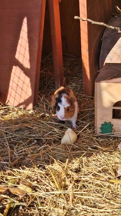 Świnka morska Kawia domowa