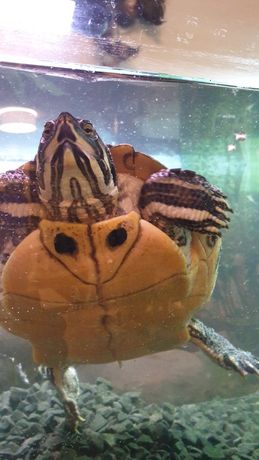 Żółw wodno lądowy z akwarium 128l i filtrem Ikola