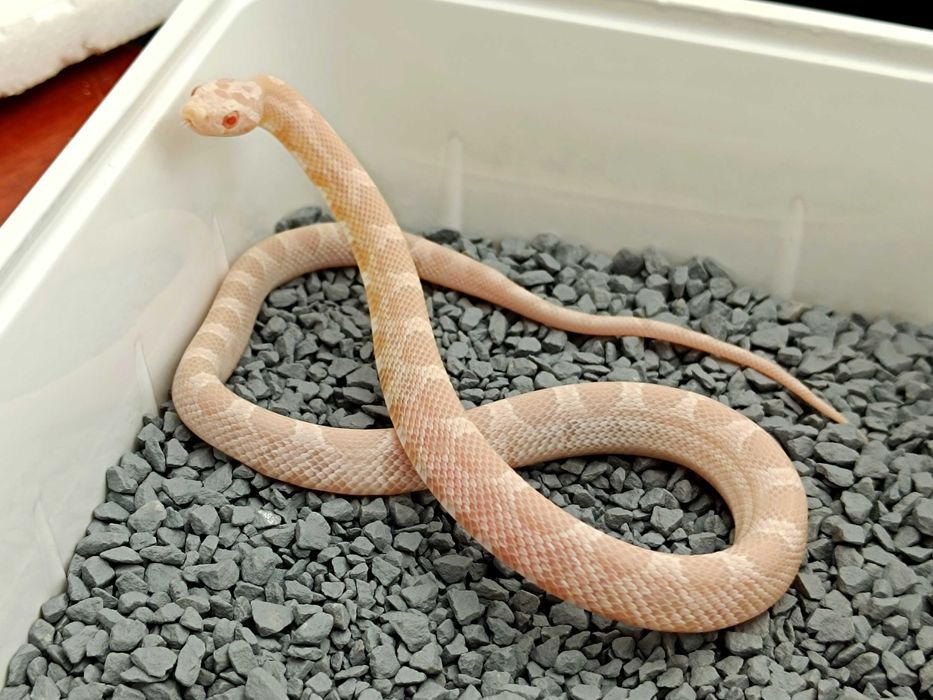 Wąż zbożowy / Snow Redfactor / Wiele odmian z hodowli SneakySnakes