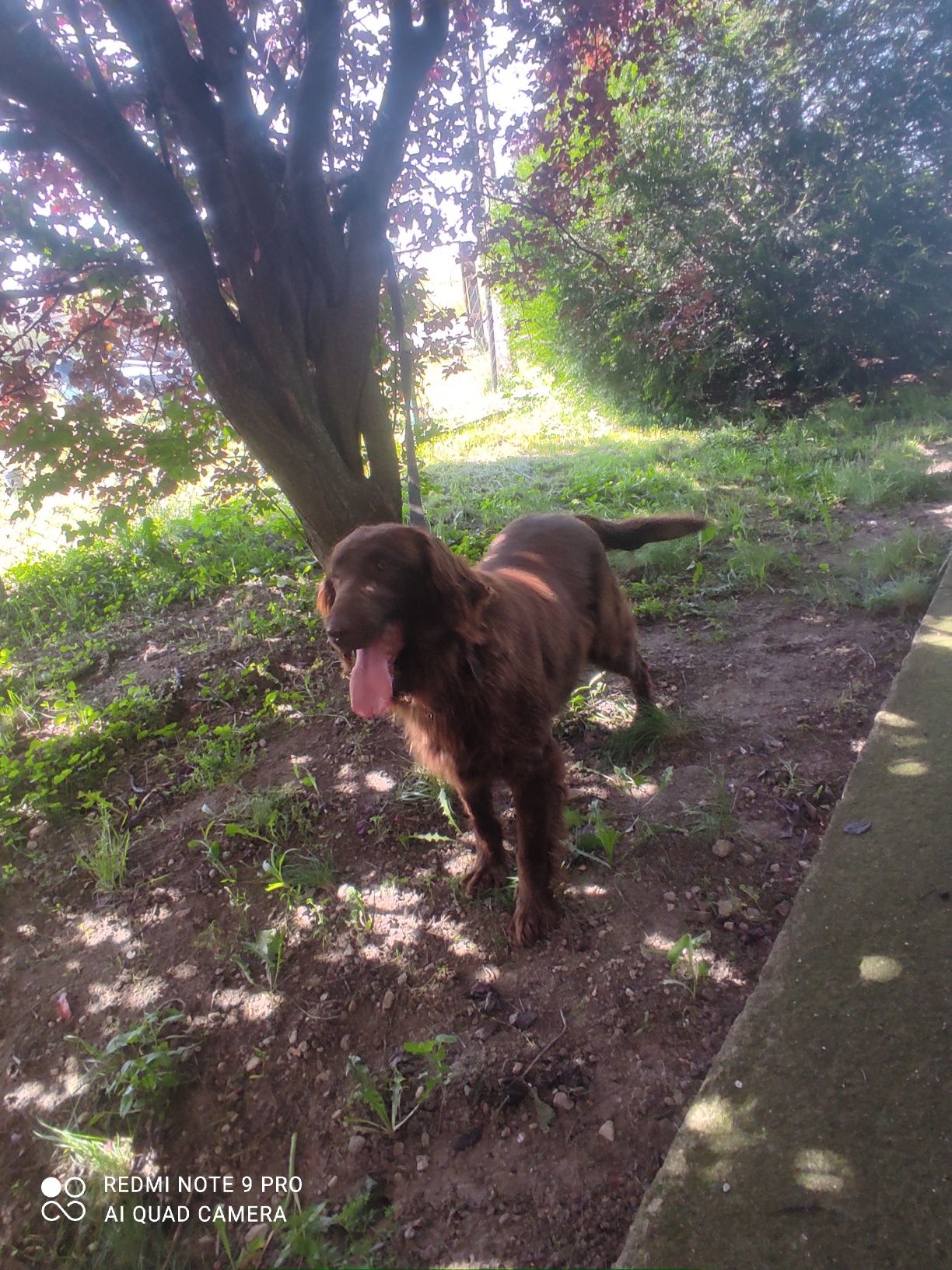 Flat coated retriever