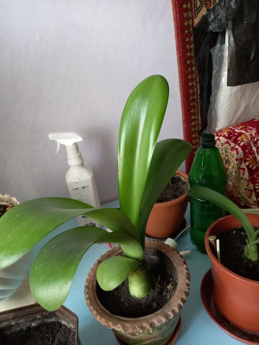 Щучий хвіст,тещин язик,