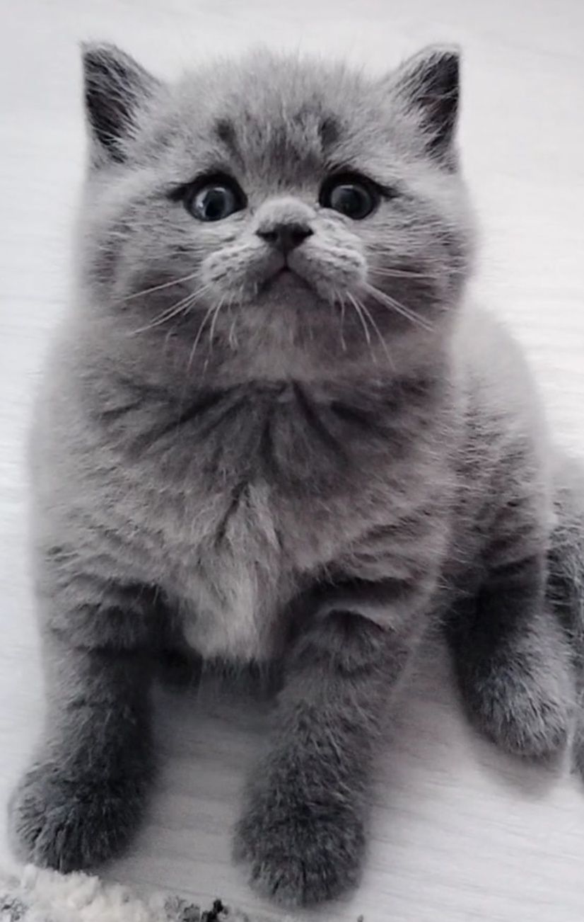 Fêmea British Shorthair blue