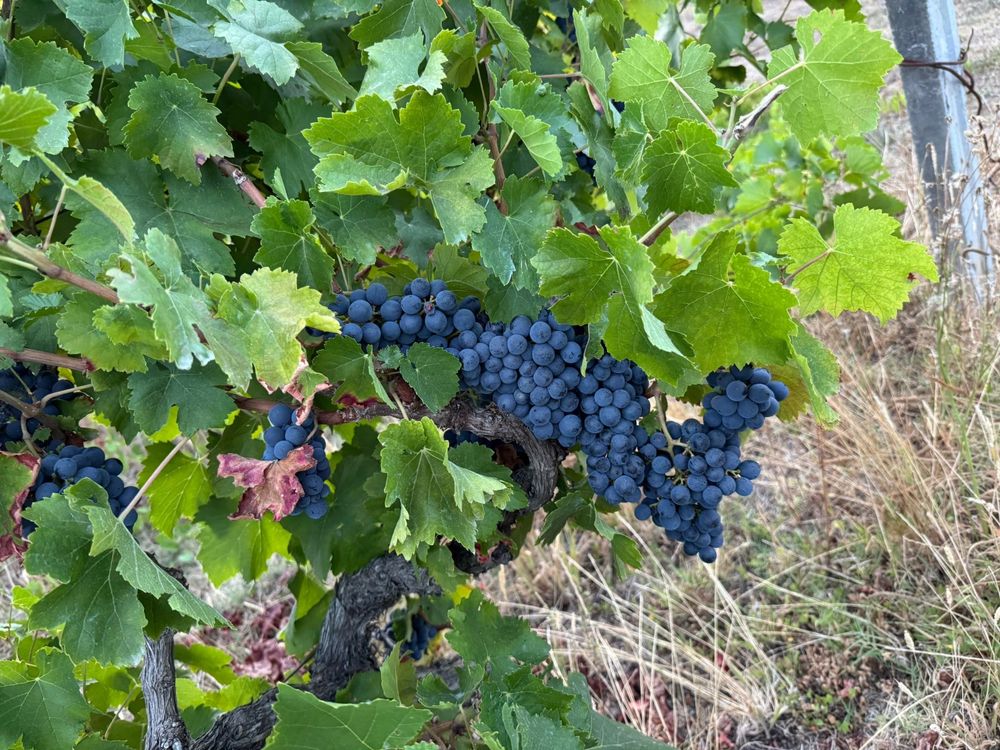 Vendo Uvas tintas e brancas