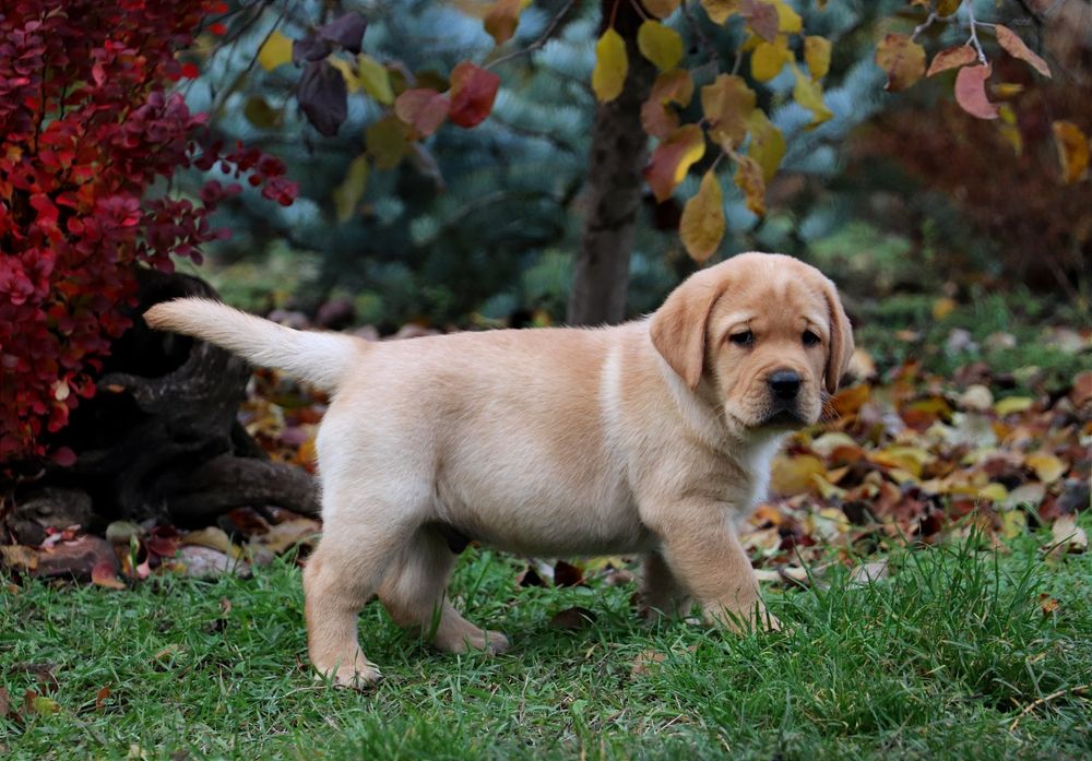 Цуценята Лабрадор ретривер