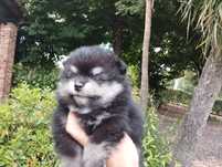 Spitz macho muito bonito