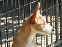 Macho Podengo Português Médio cerdoso com LOP/Pedigree.