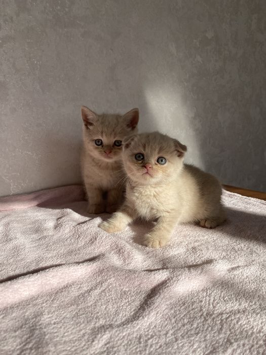 Британські кошеня