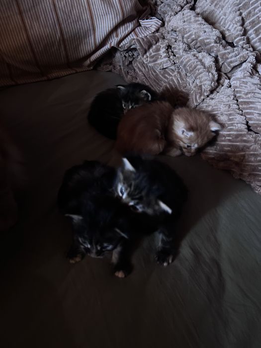 Котята  породи Мейн кун, 4.09 нар. Є ще 2 кошенятка.