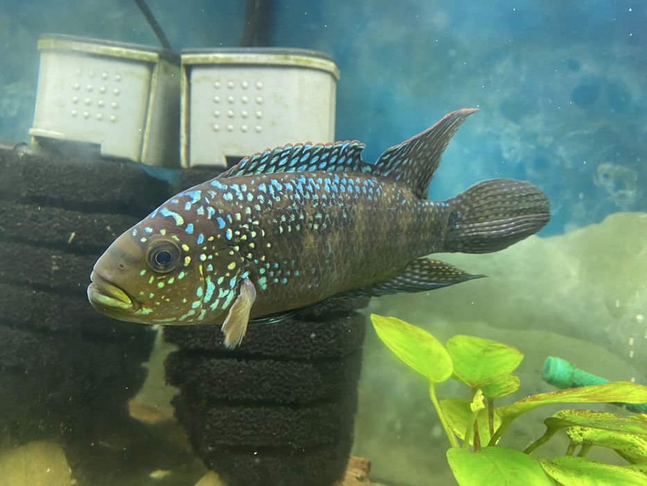 Продам Астронотус