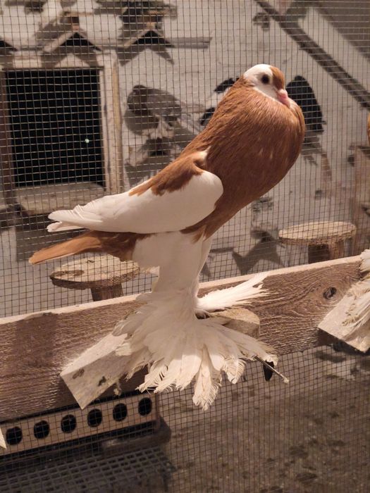 Garłacz czeski siodłaty