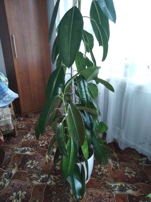 Фікус бенджаміна