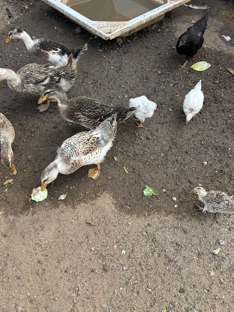 Vendo Patos ruen adultos e filhote