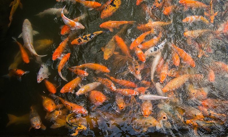 Ryby ozdobne do oczka wodnego