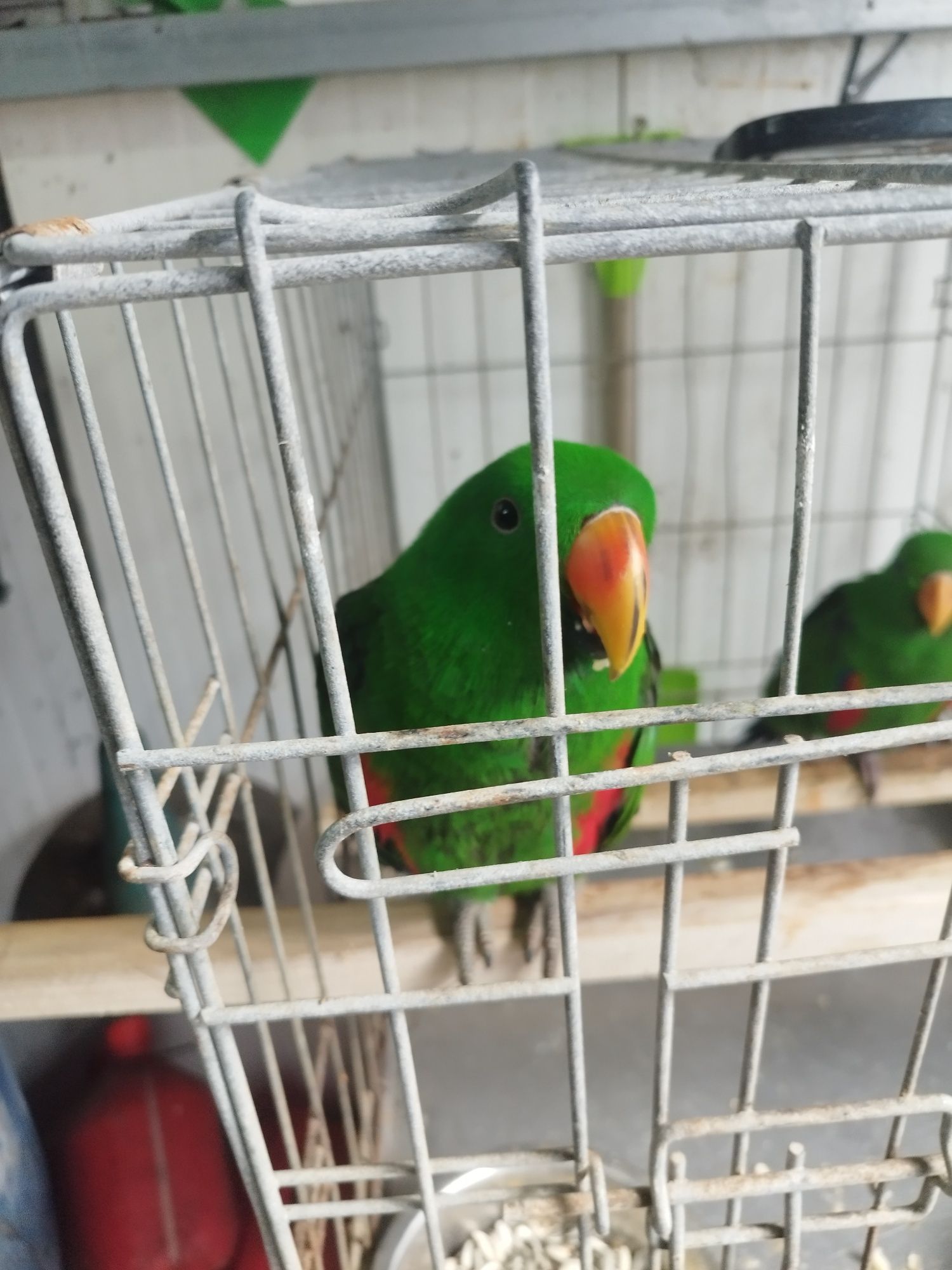 Disponível 2 machos ecletus