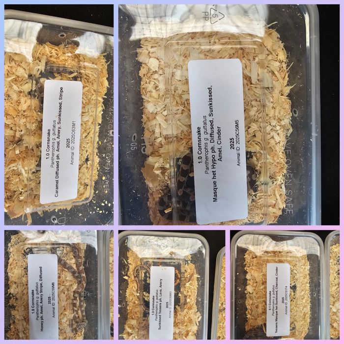 Waz zbozowy różne odmiany kolorystyczne