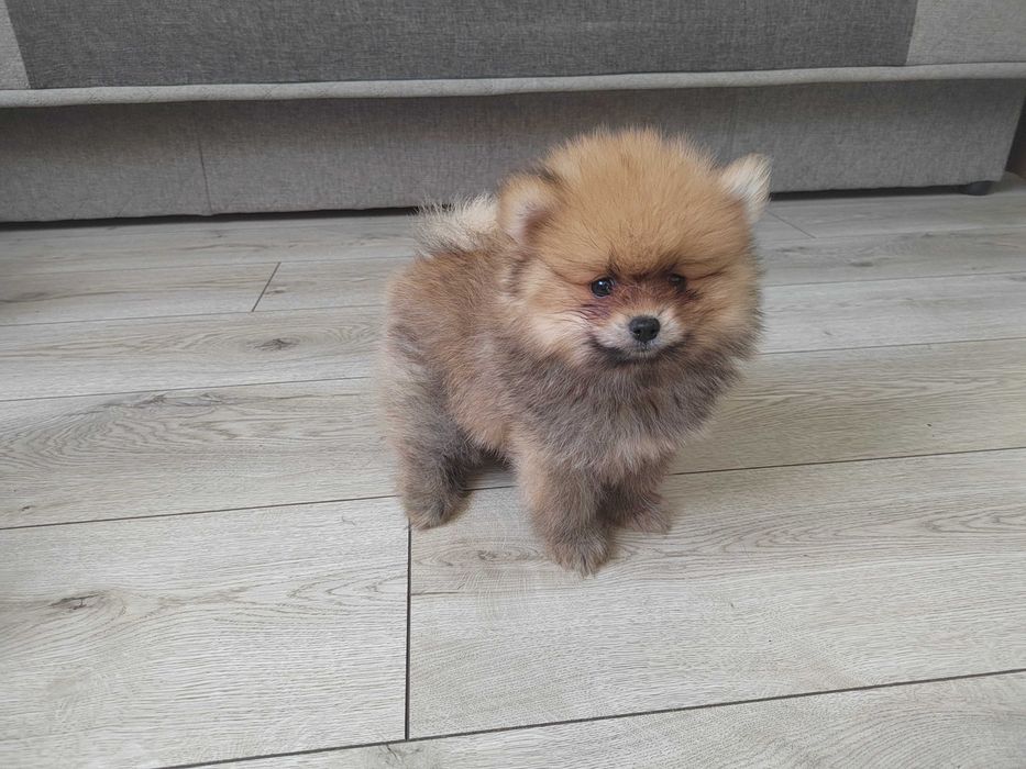 Szpic miniaturowy pomeranian