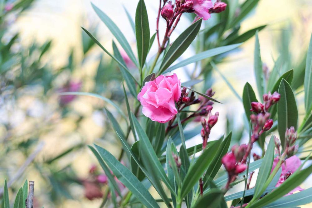 Duży Kwiat Ogrodowy Oleander 3 m, Różowy i Biały