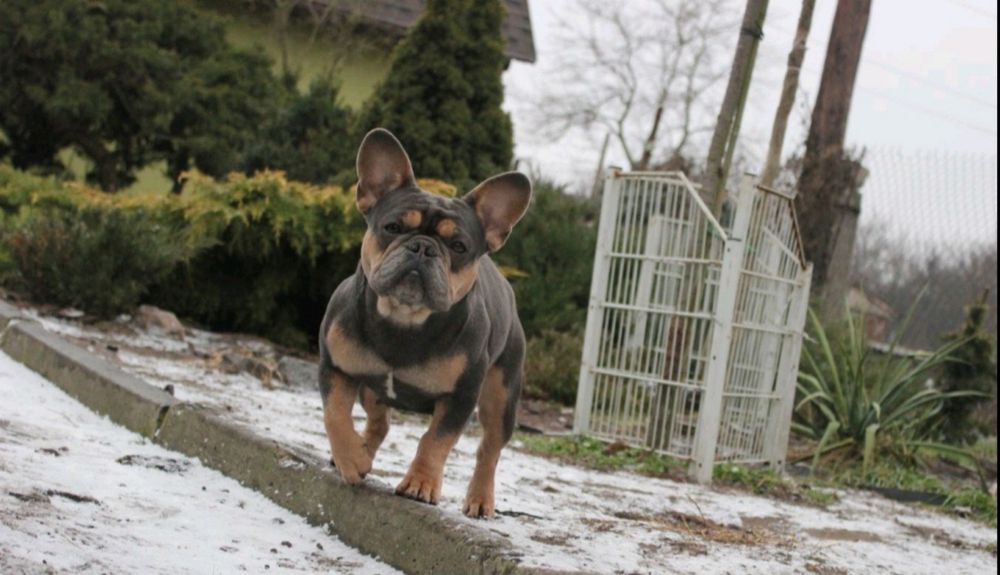 Французский бульдог дівчинка 3,5років