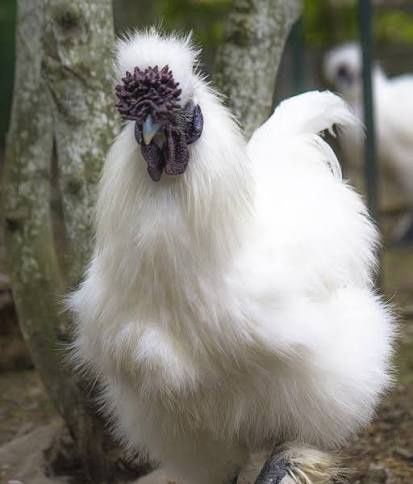 Півні породисті шовкові