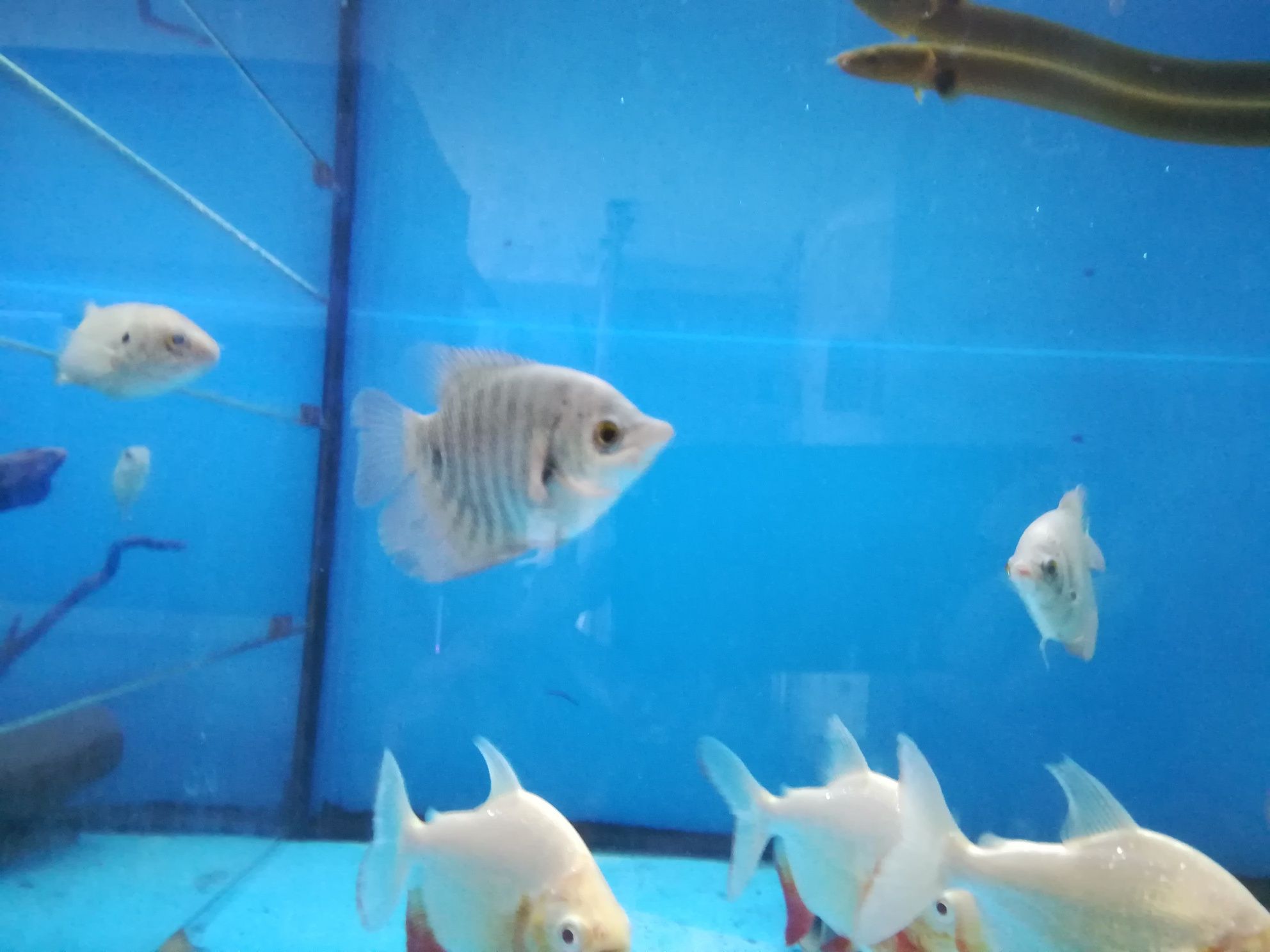 Gourami gigante cinza8-10cm