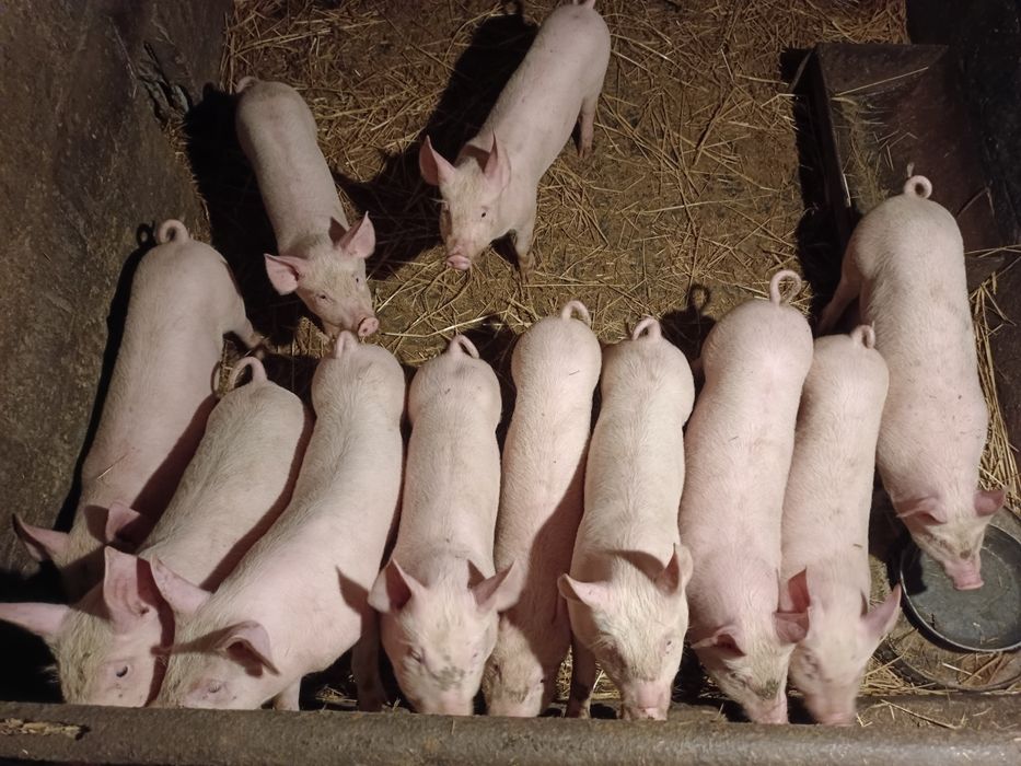 Prosięta, prosiaki, warchlaki od gospodarza.