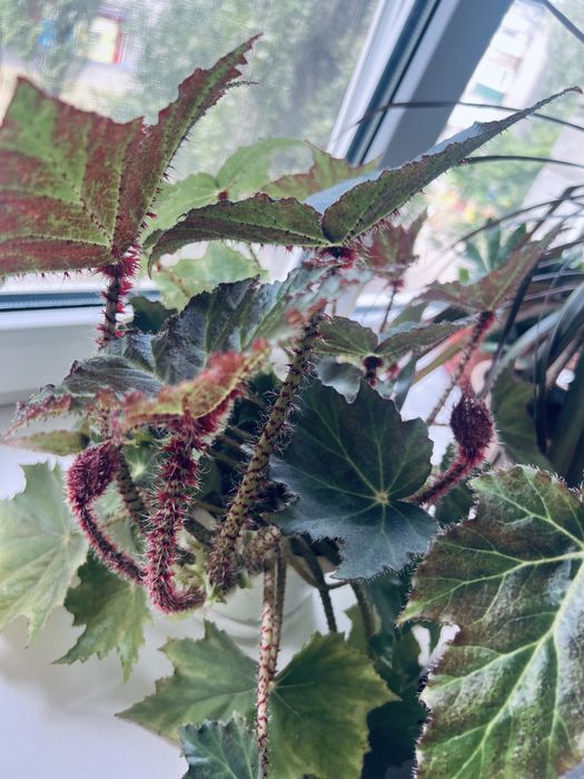 Домашні рослини глоксинія бегонія драцена сансивієрія грошове дерево