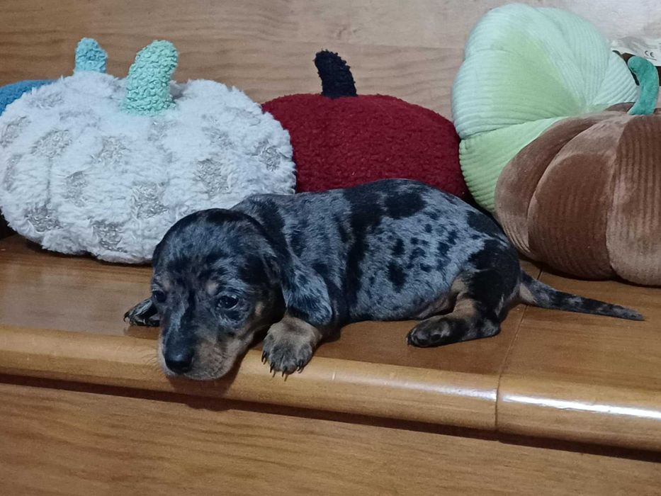 Teckel Miniatura - FEMEA ARLEQUIM