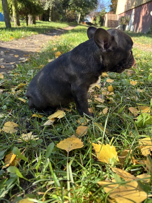 Buldog francuski z rodowodem