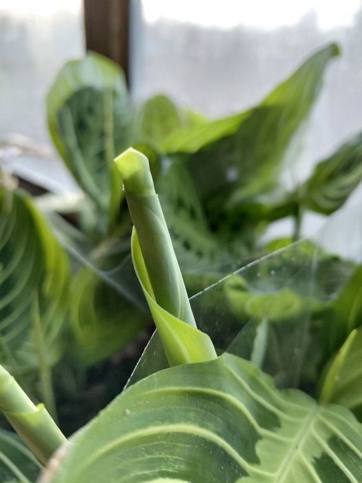 Maranta lemon lime, kolekcjonerska WYSYŁKA