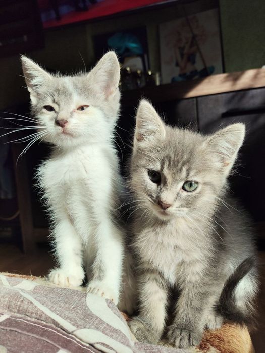 Кошеня шукають родину.