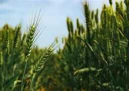 Nasiona pszenżyta OCTAVIO/krótkosłome/ - przyjmujemy zamówienia