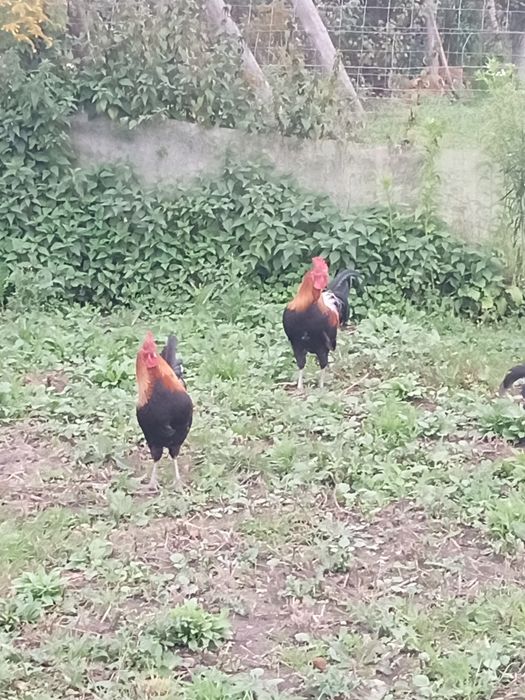 Kokut zielononóżki