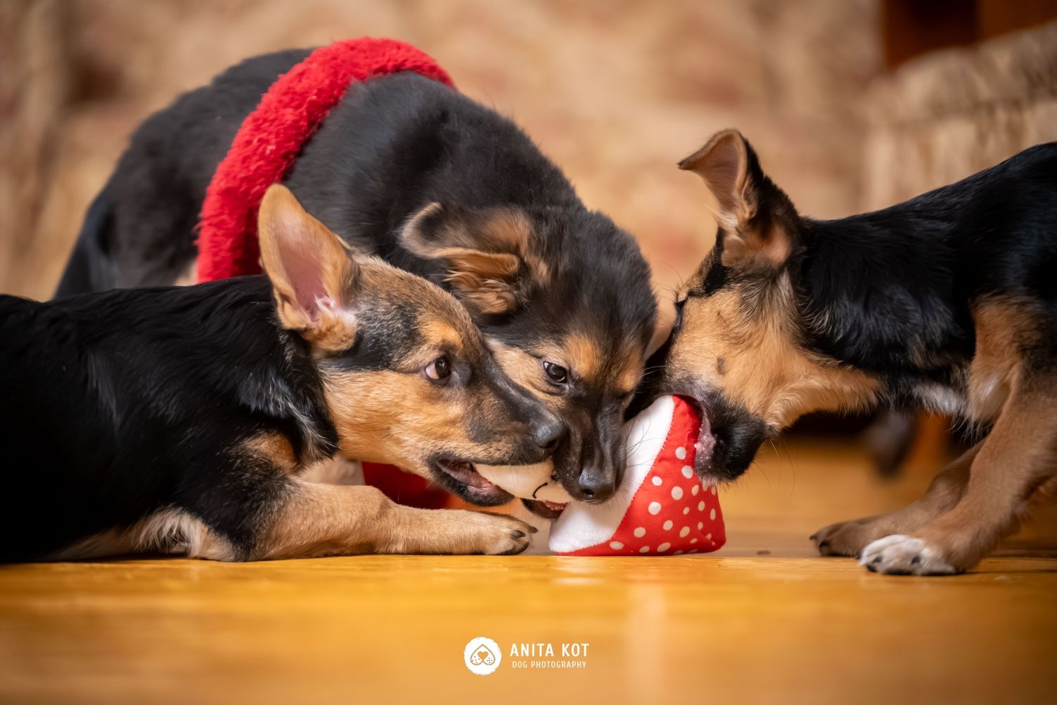 Enzo, wrażliwy szczeniak do adopcji