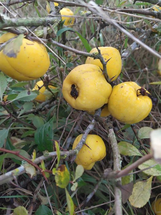 Pigwowiec Japoński EKOLOGICZNY - duży 4cm+ CERTYFIKAT! ( nie pigwa )