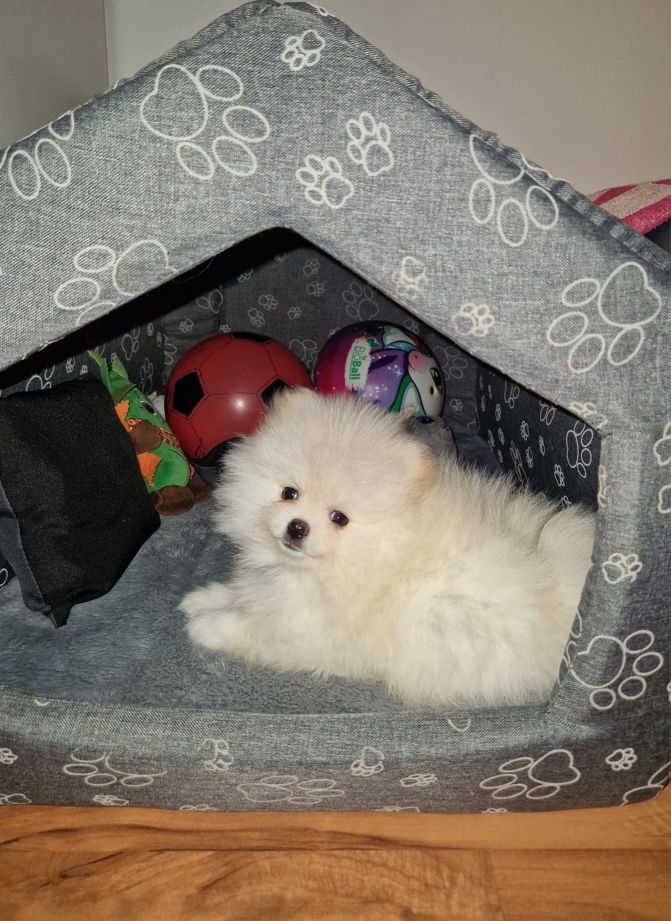Pomeranian,szpic miniaturowy.