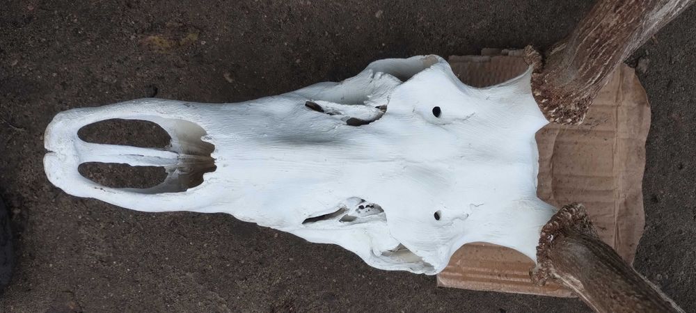 Piekny wieniec jelenia poroże trofeum rogi