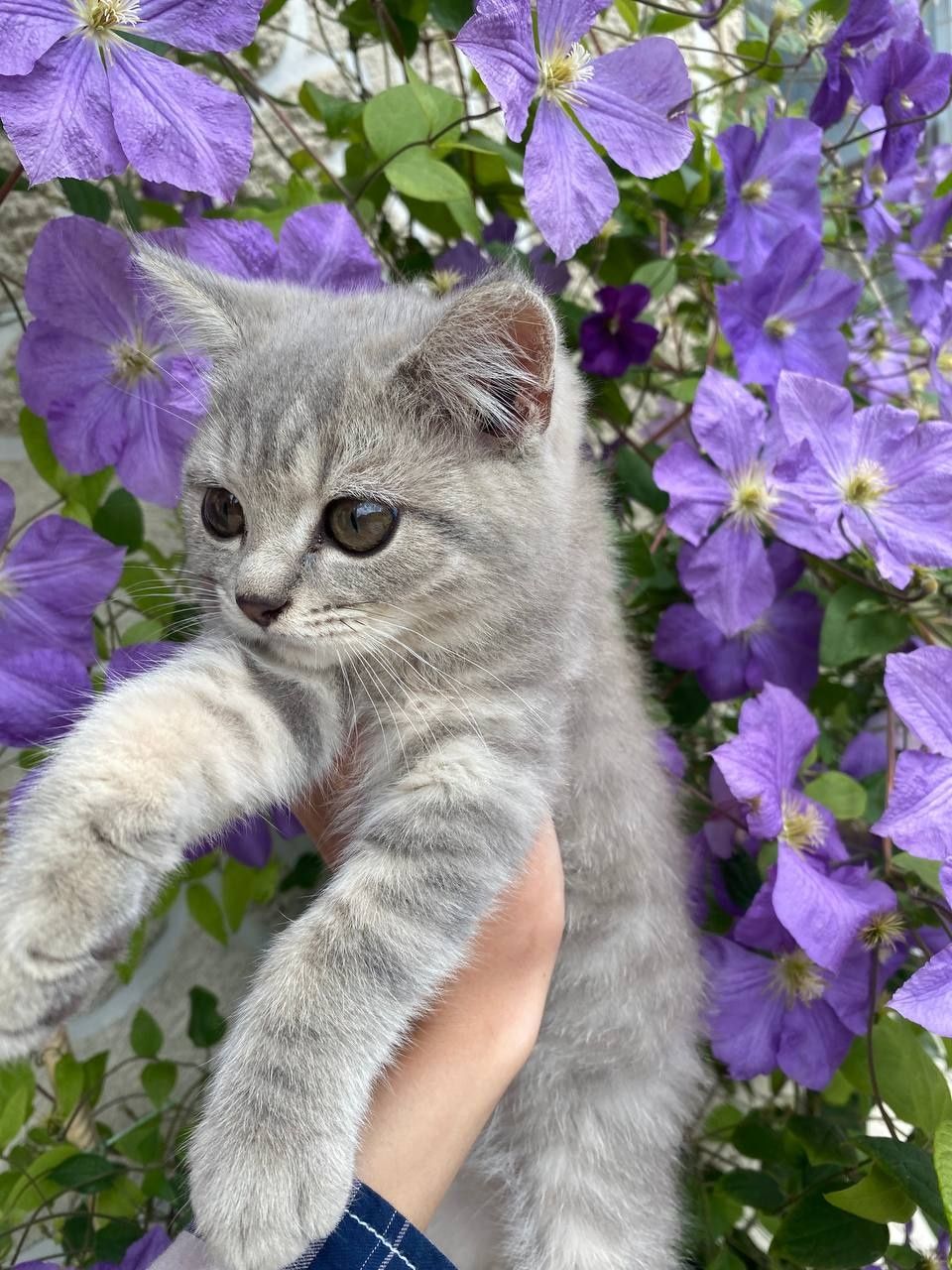 Шотландські кошенята