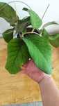 Hoya meredithi ted green - sadzonki