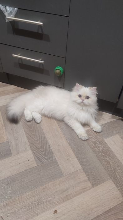 В люблючу сім'ю хлопчика